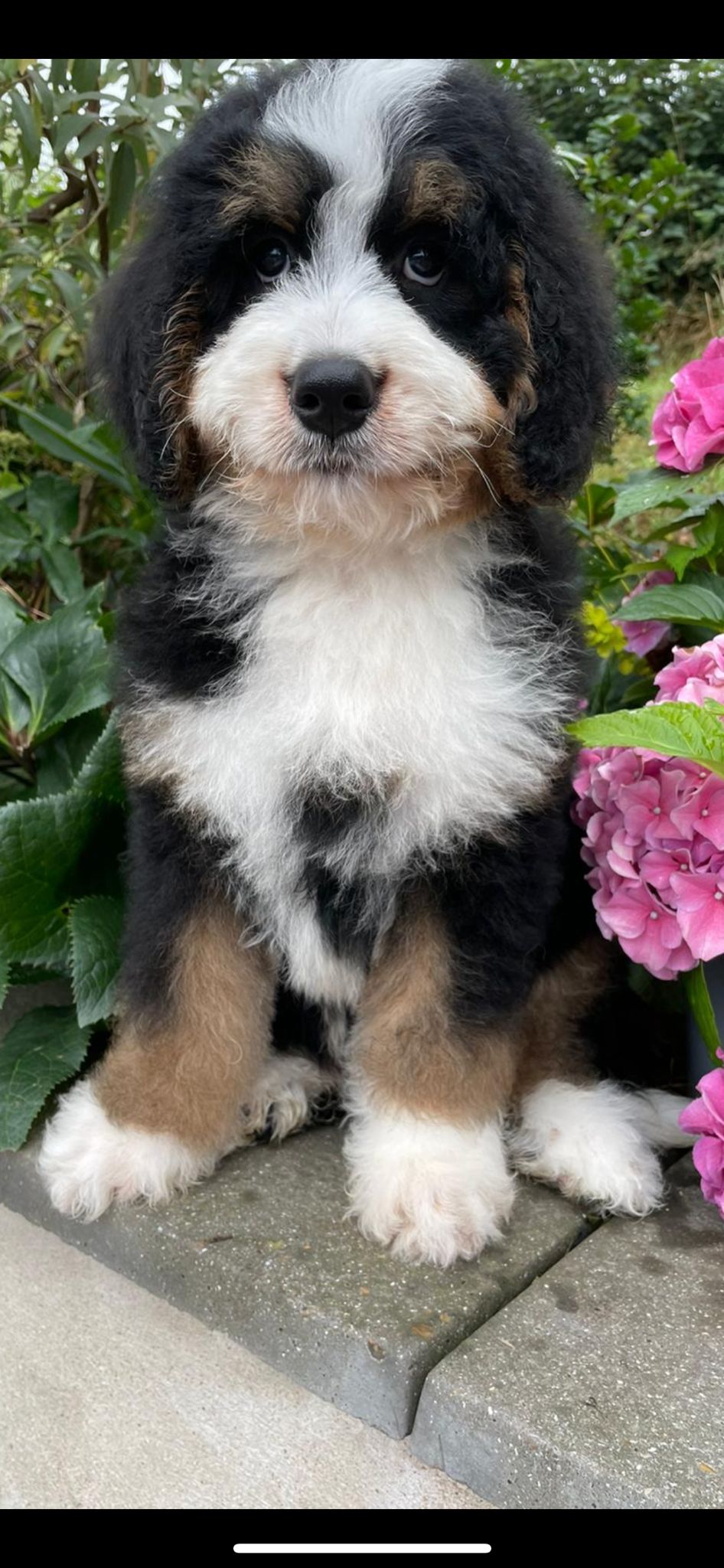 Bernese mountain dog hot sale and poodle breeders